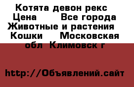 Котята девон рекс › Цена ­ 1 - Все города Животные и растения » Кошки   . Московская обл.,Климовск г.